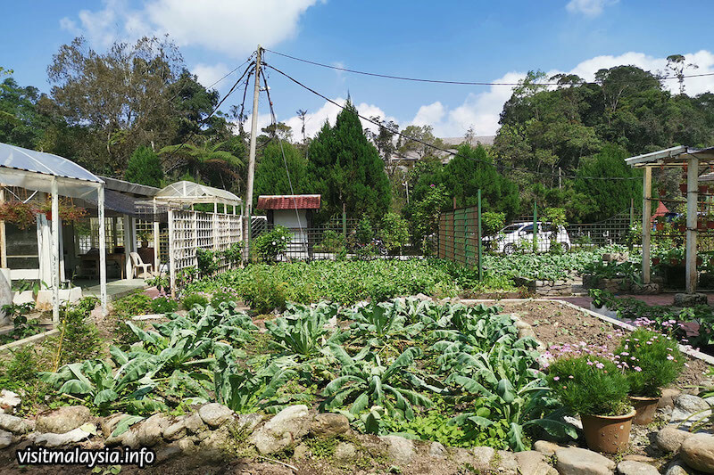 Edible Garden