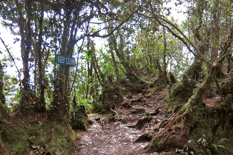 Fraser hill pine tree hill trail
