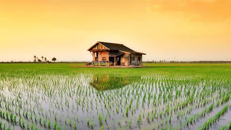 paddy field Sekinchan