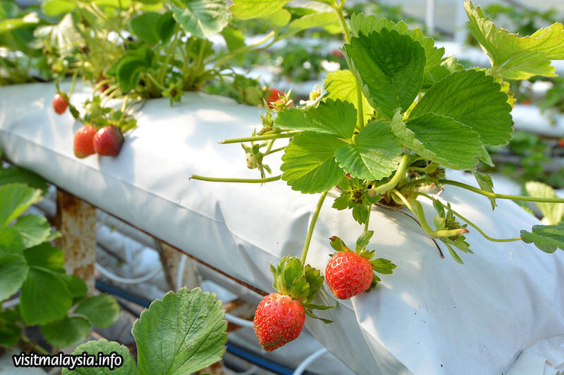 Strawberry garden